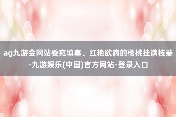 ag九游会网站委宛填塞、红艳欲滴的樱桃挂满枝端-九游娱乐(中